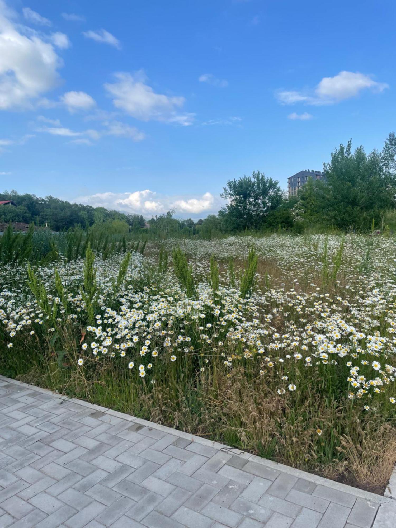 Tsaghkadzor Alvina Complex Apartment ภายนอก รูปภาพ